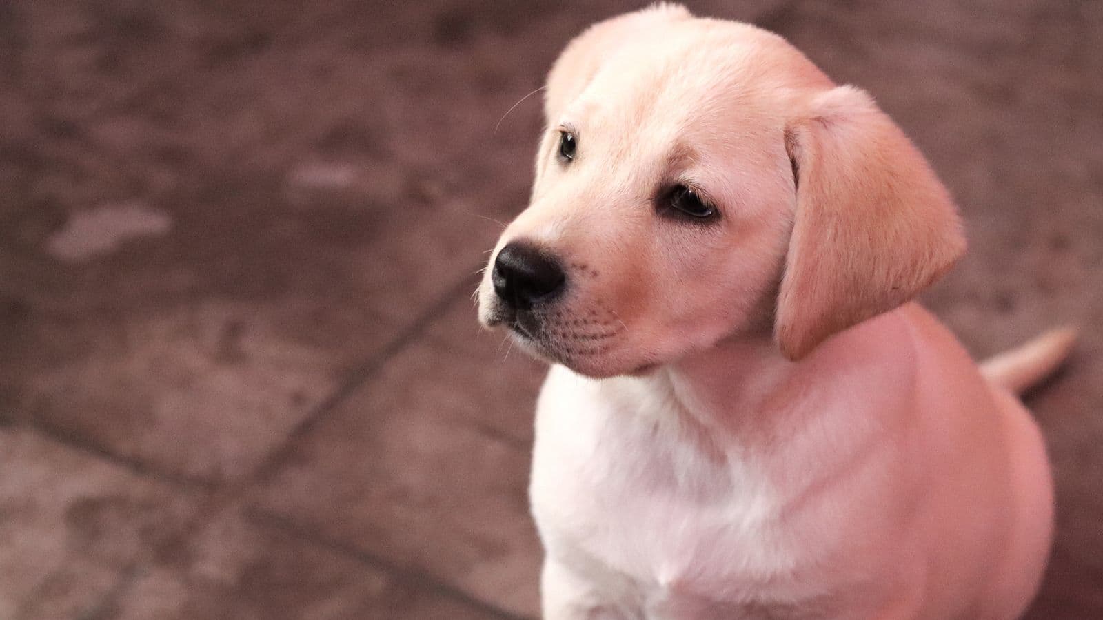 A Labrador puppy looking up - When to Start Training a Puppy: The 8-16 Week Window