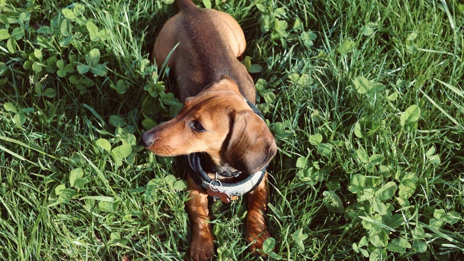 A dachshund standing in long green grass - Why Does My Dog Eat Grass? Common Causes