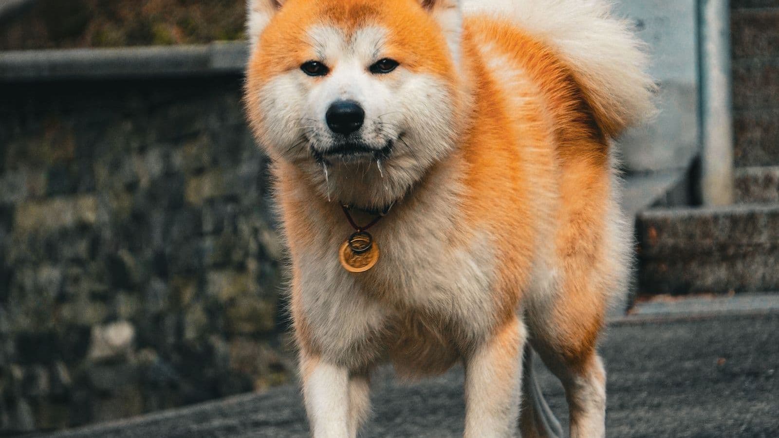 A Akita Inu dog