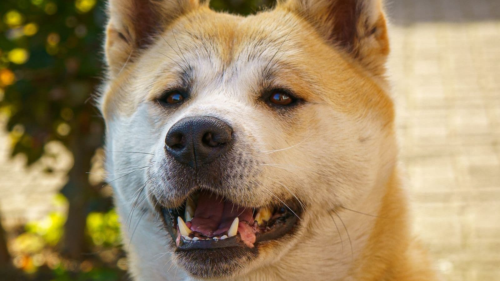 A Akita dog