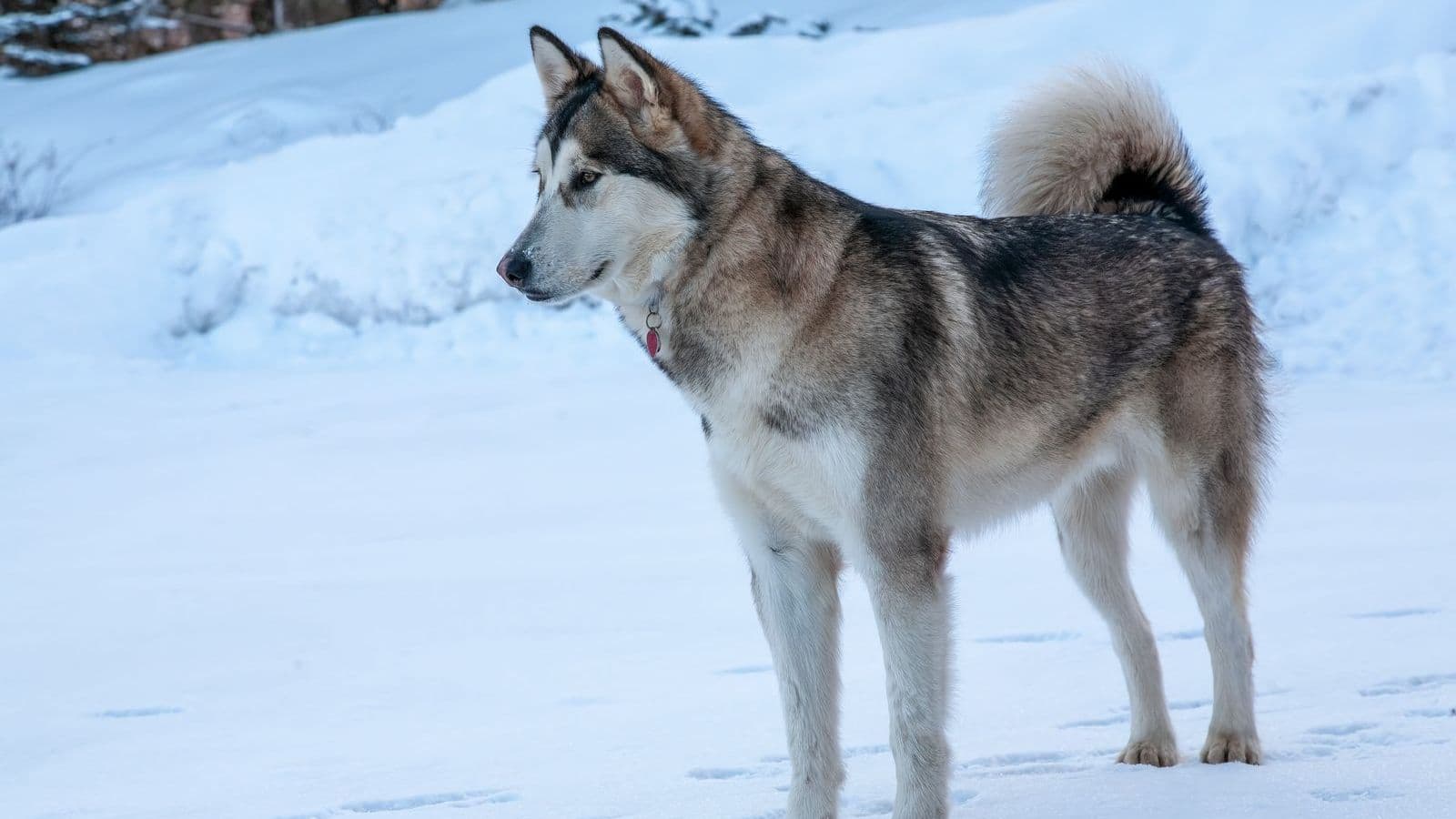 A Alaskan Malamute