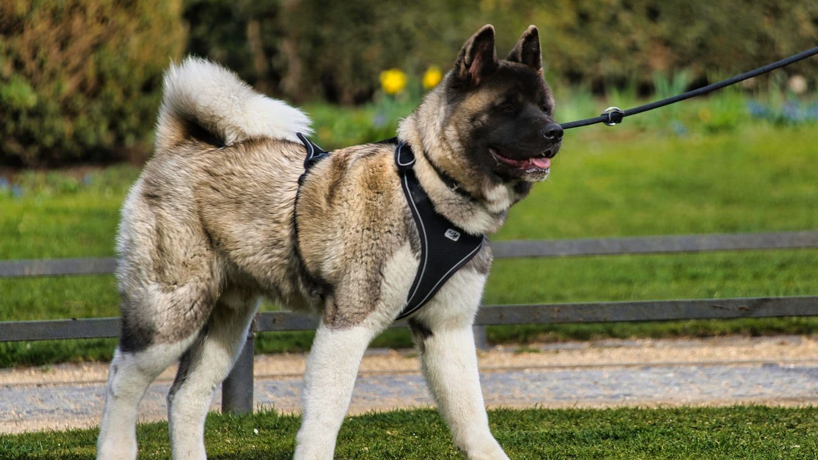 A American Akita