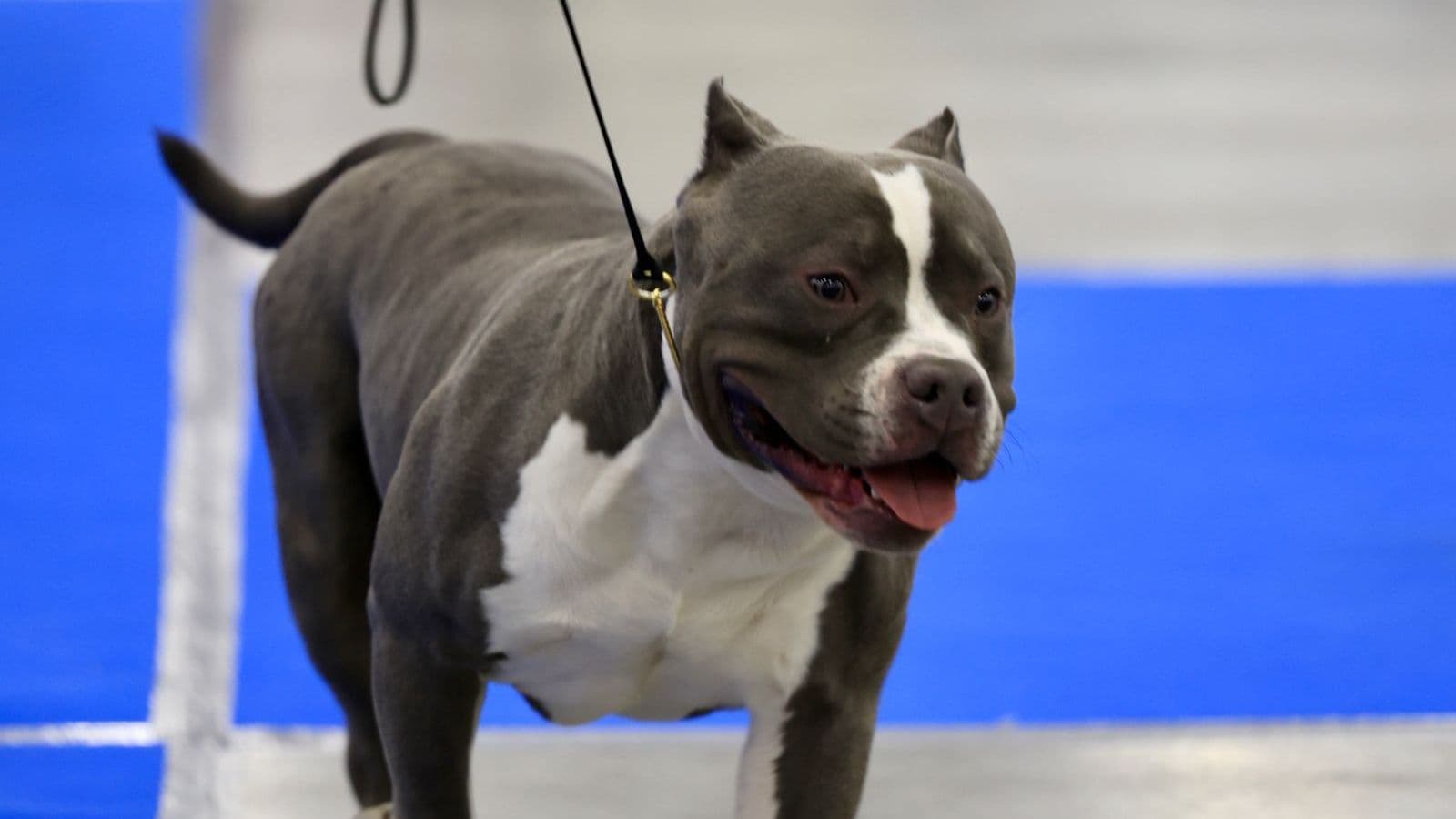 A American Bully