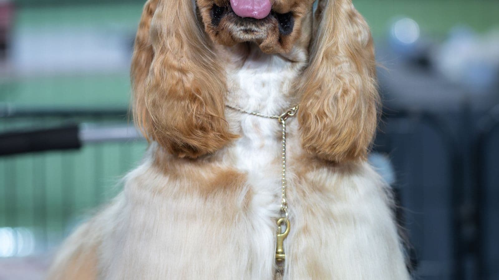 A American Cocker Spaniel
