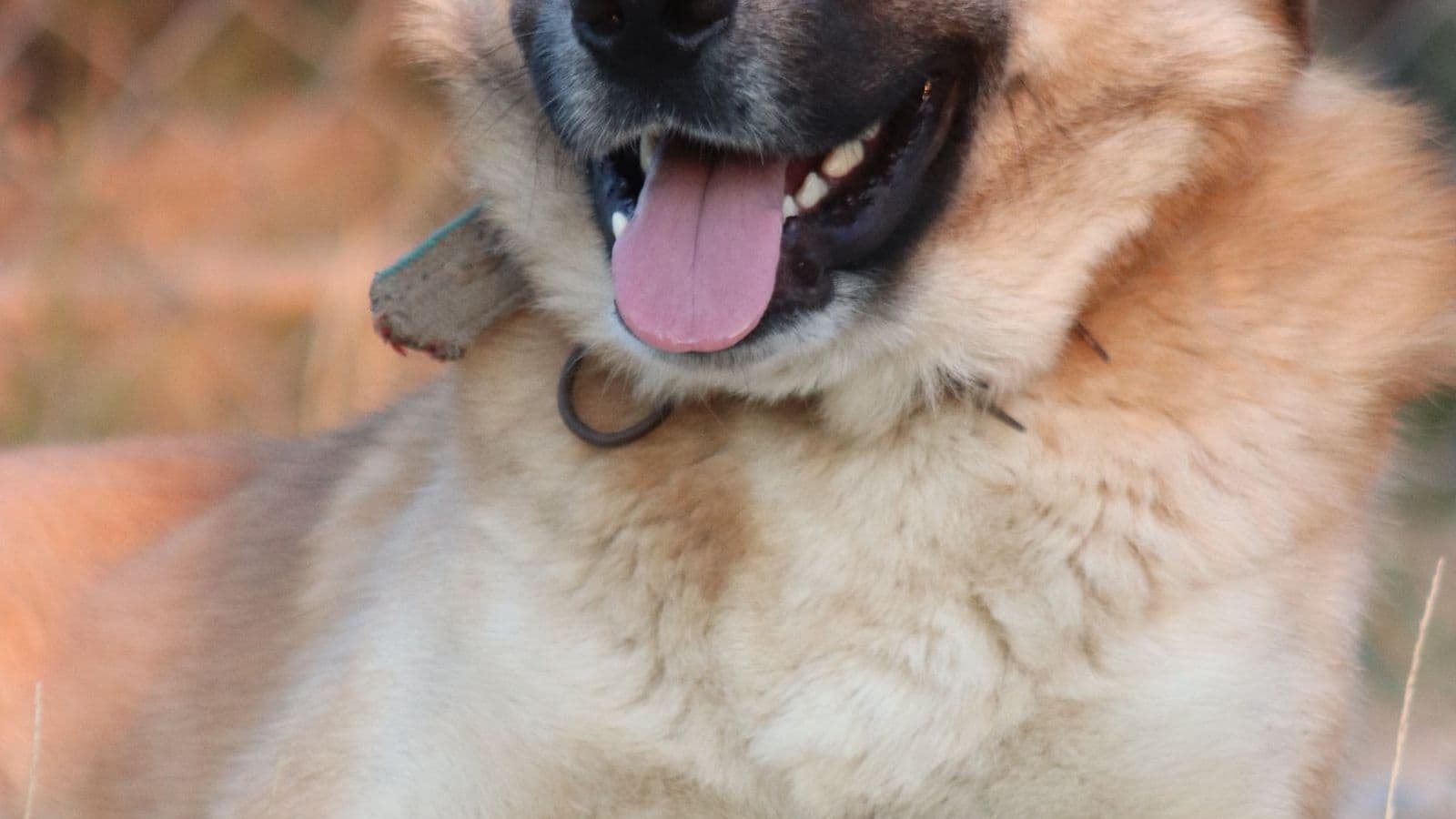 A Anatolian Shepherd