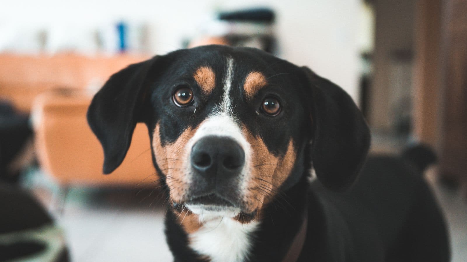 A Appenzeller Sennenhund