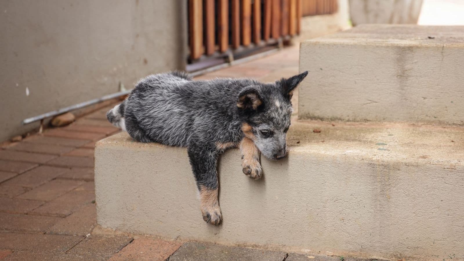 A Australian Cattle Dog