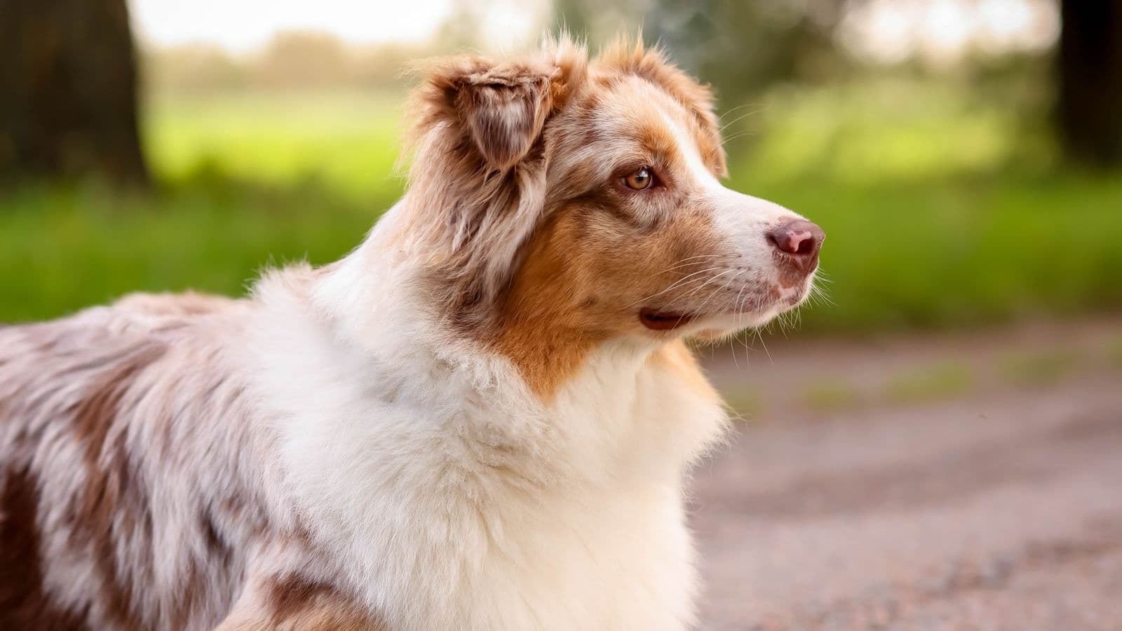 A Australian Shepherd