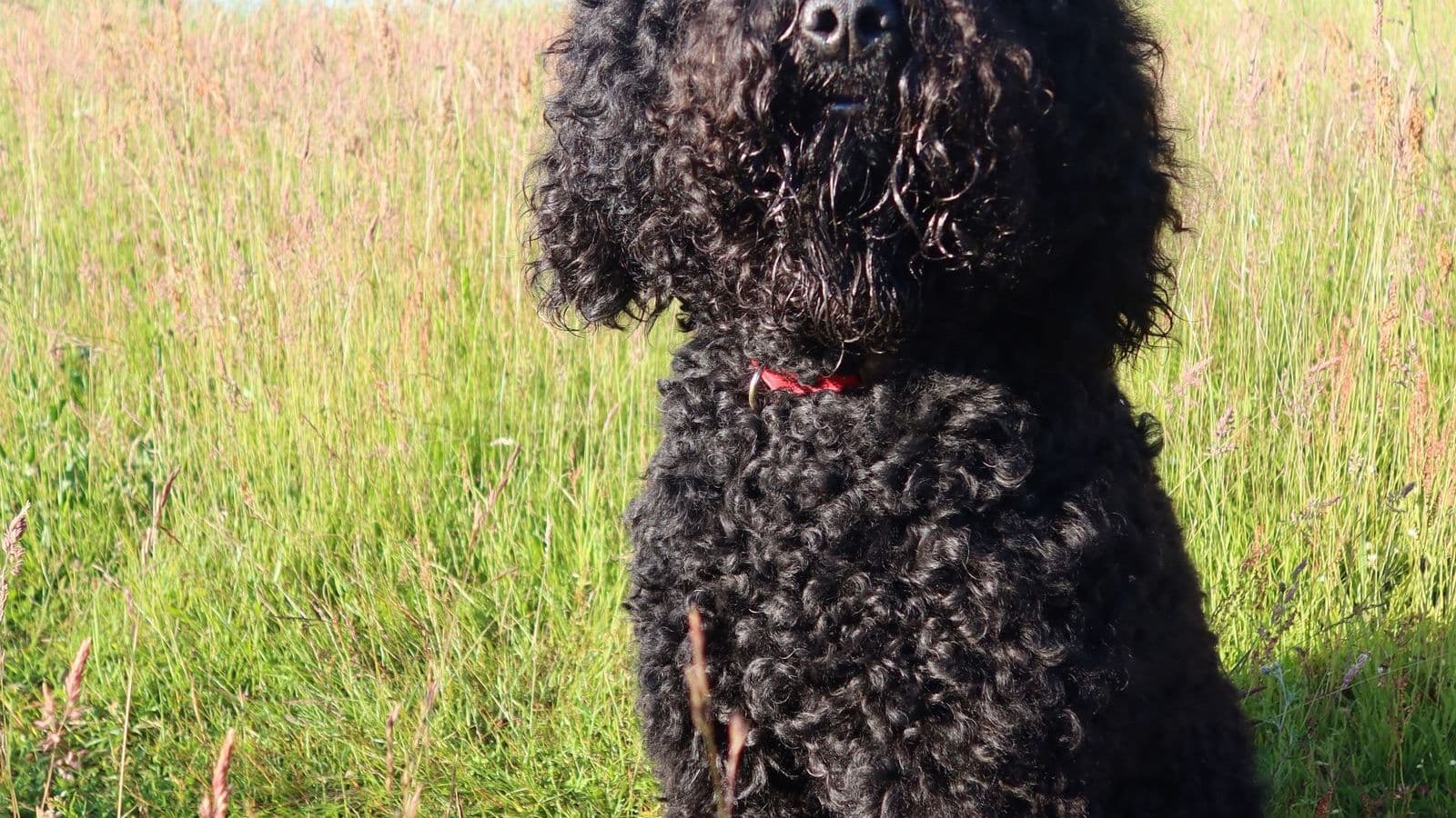 A Barbet dog
