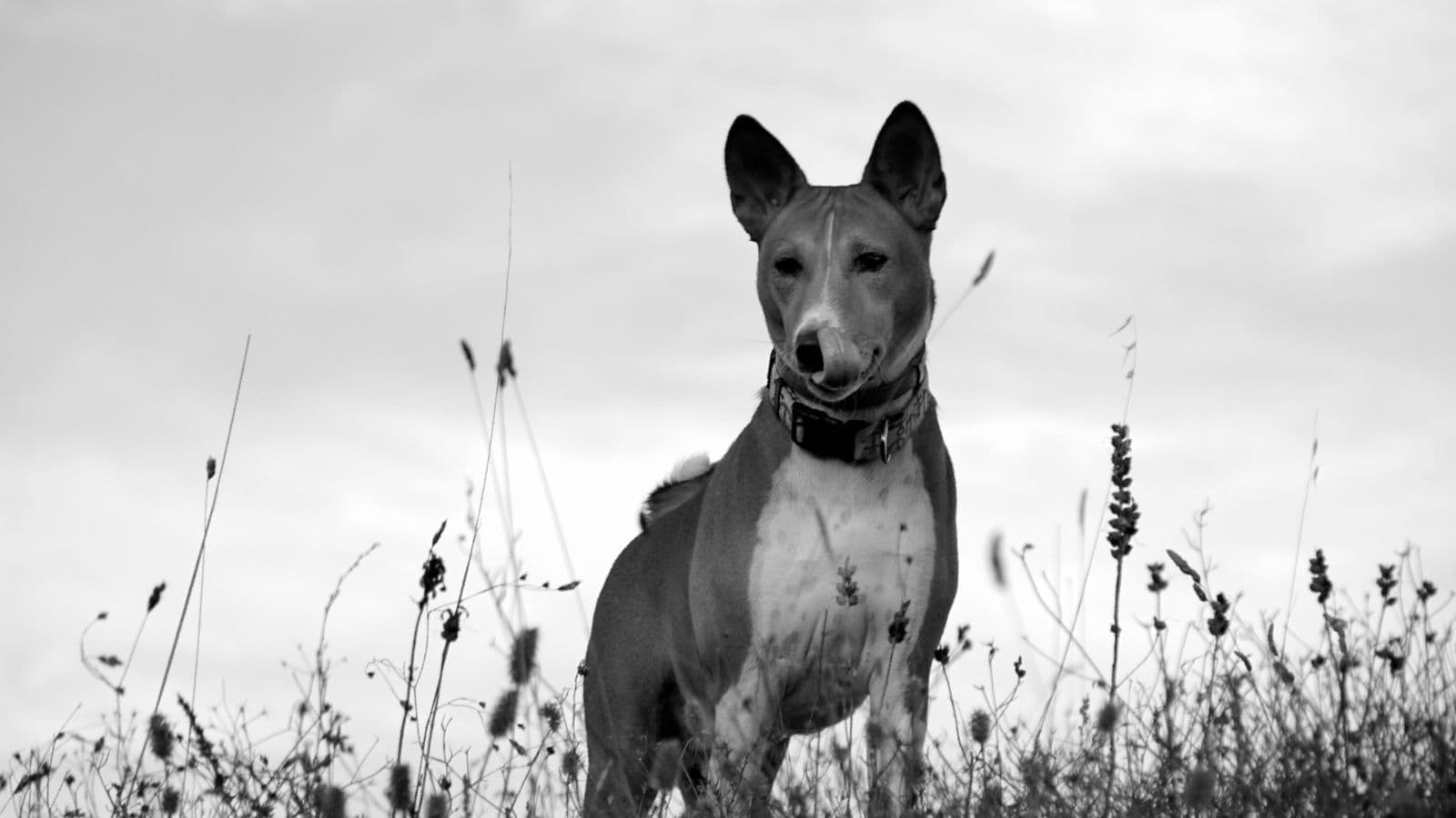 A Basenji dog