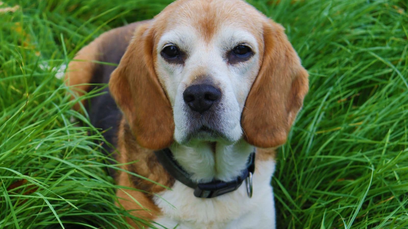 A Beagle dog