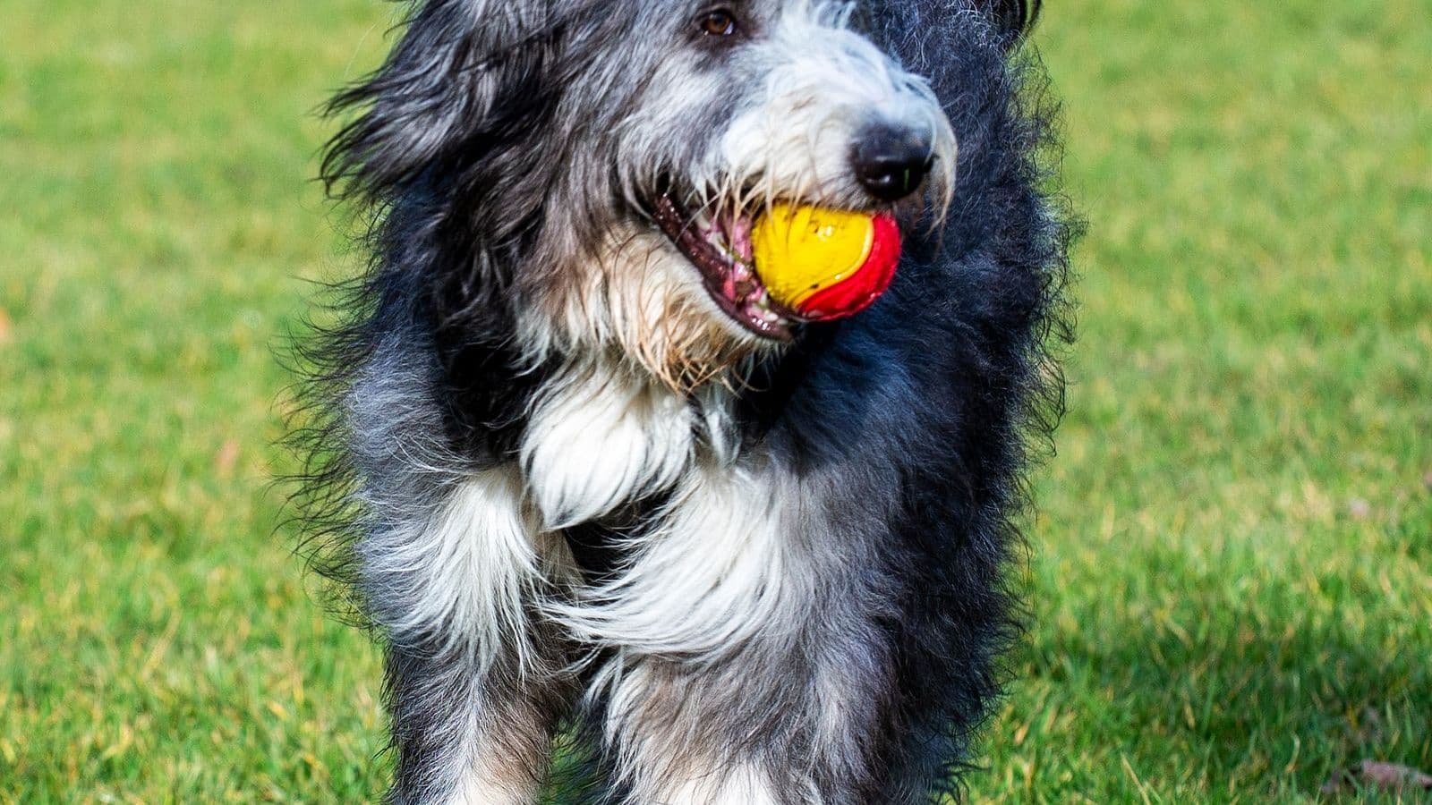 A Bearded Collie