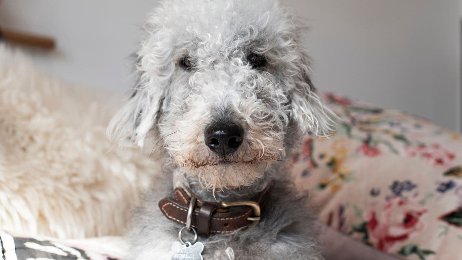 A Bedlington Terrier