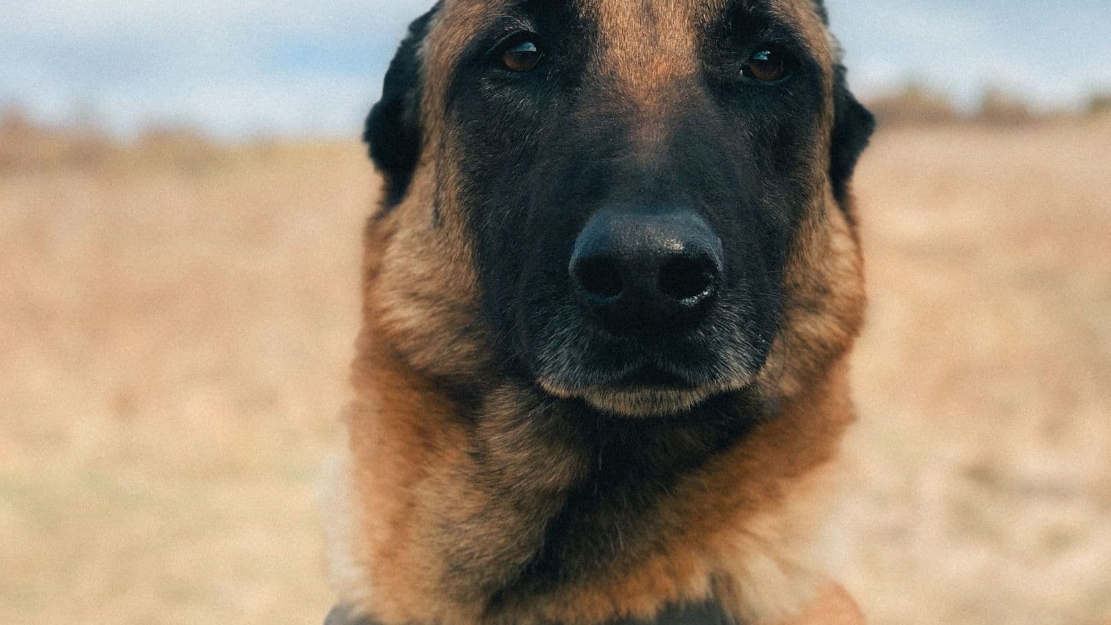 A Belgian Malinois