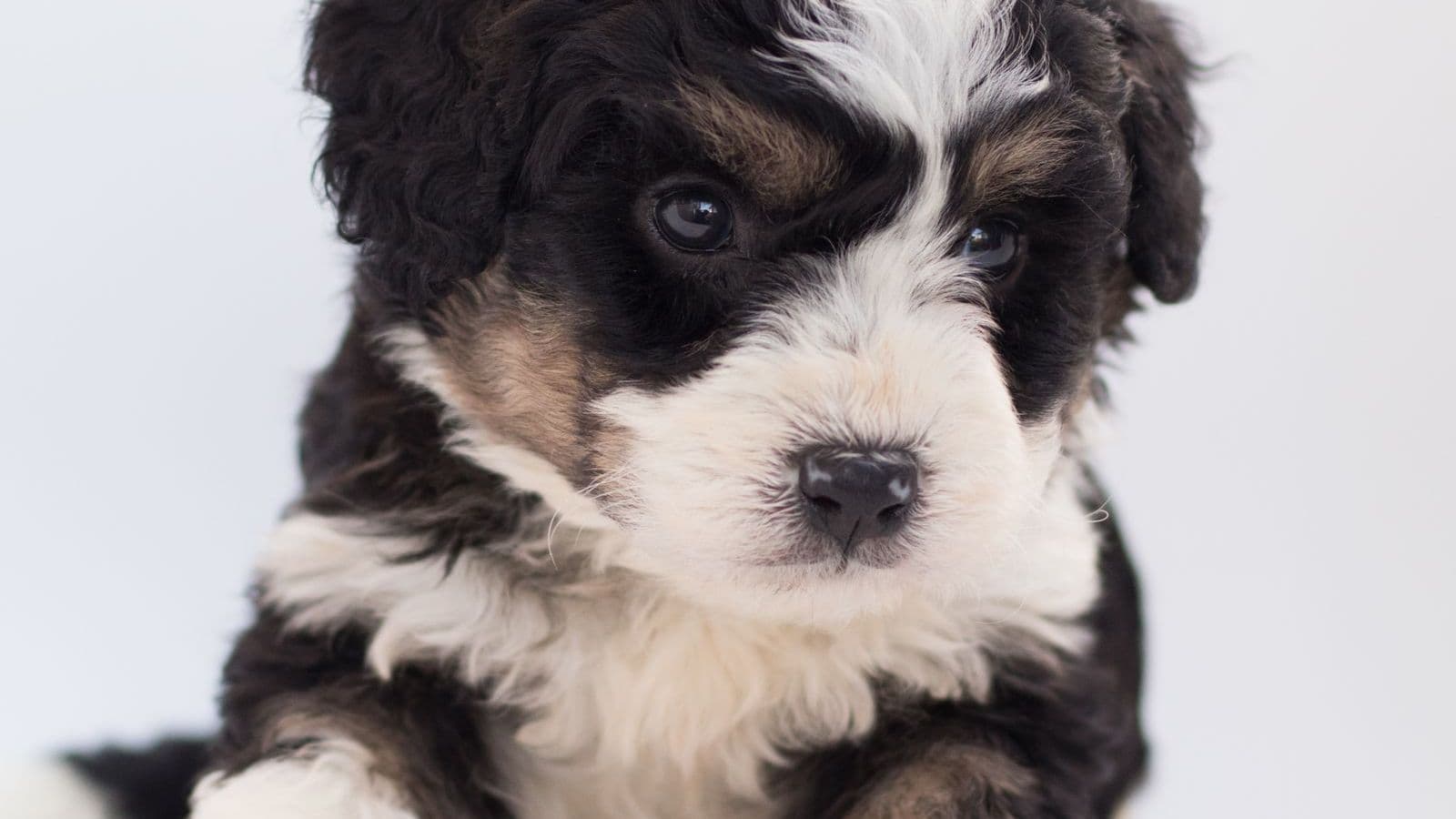 A Bernedoodle