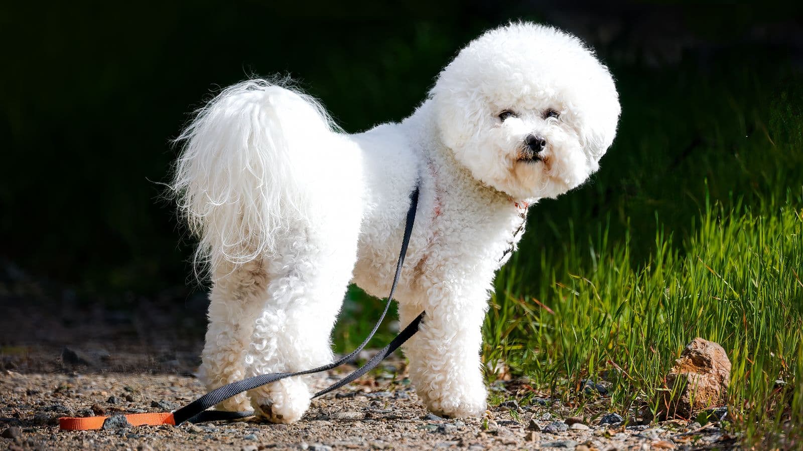 A Bichon Frise