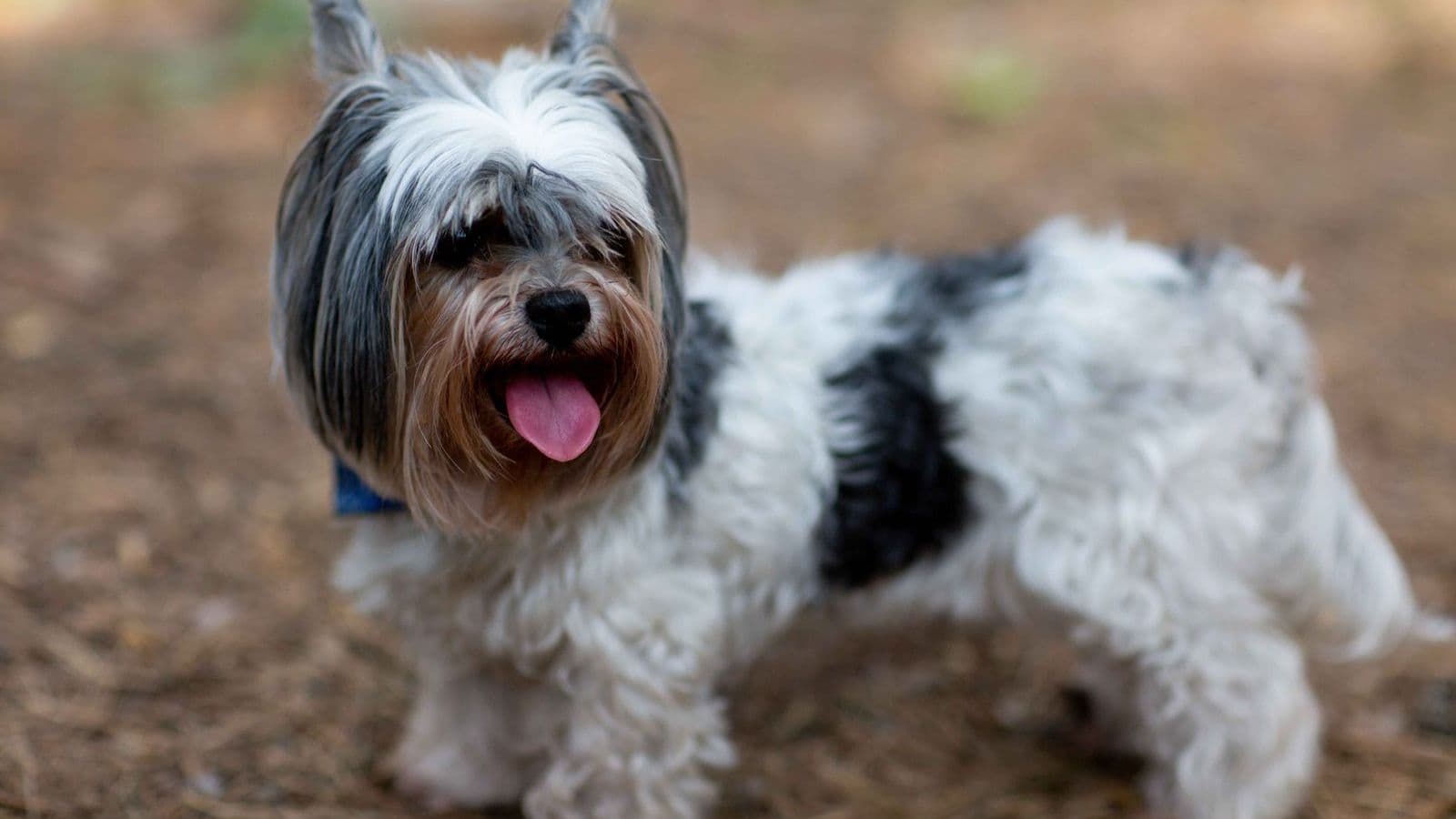 A Biewer Terrier