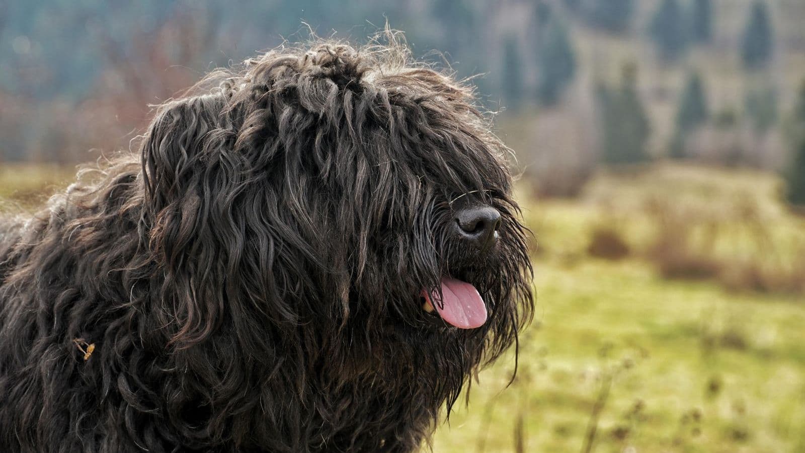 A Bouvier des Flandres