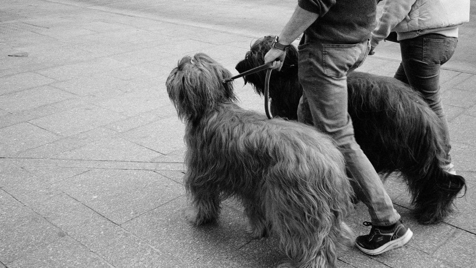 A Briard dog