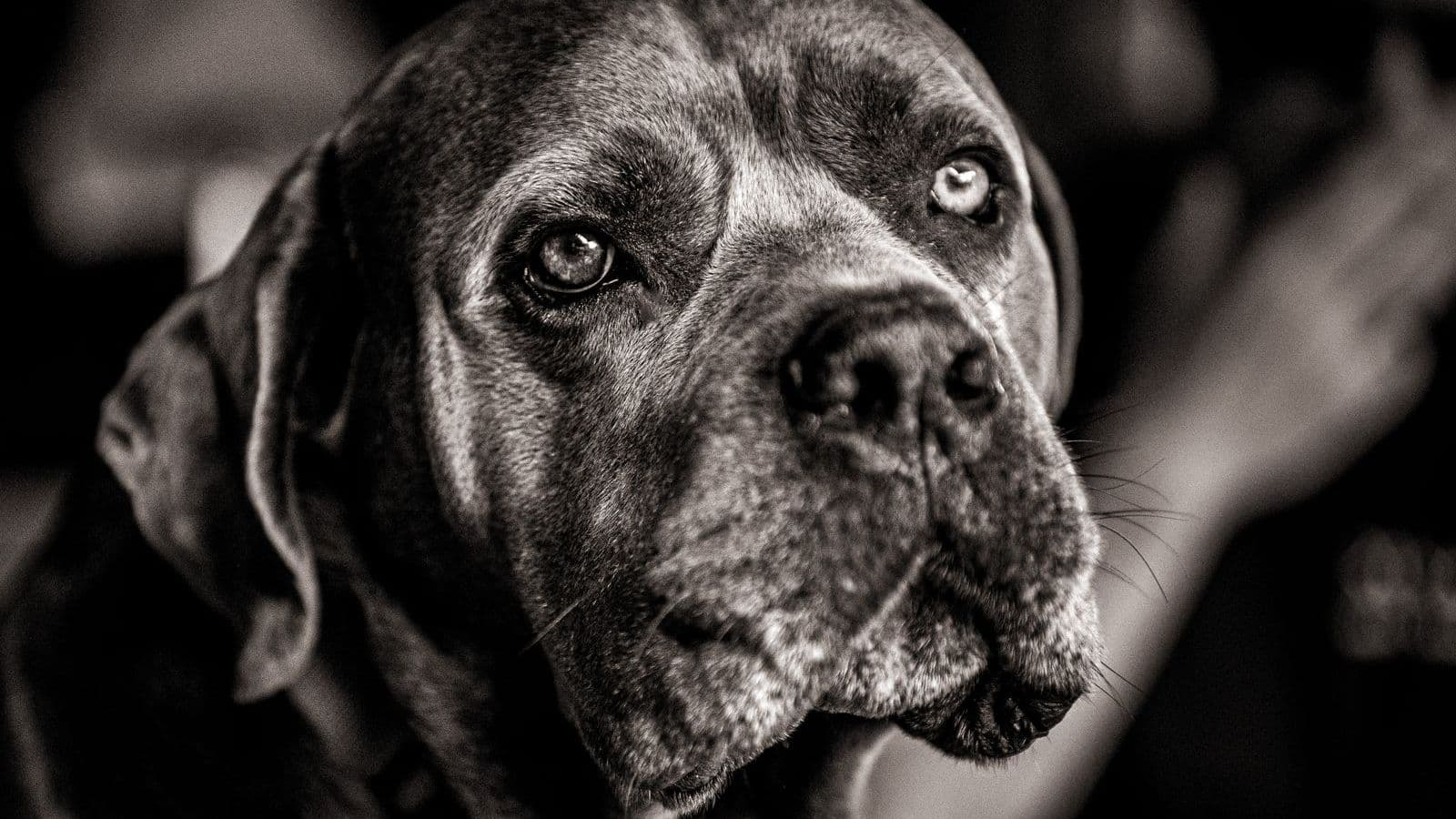 A Cane Corso