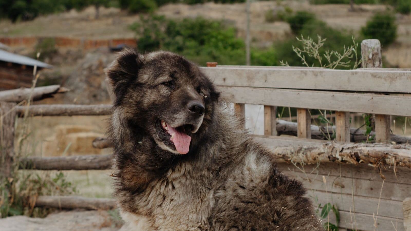 A Caucasian Shepherd