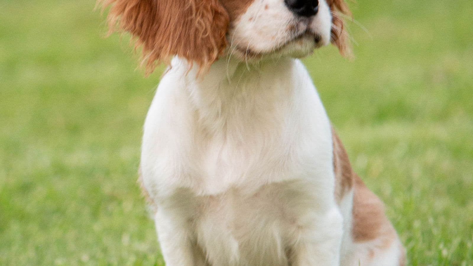 A Cavalier King Charles Spaniel