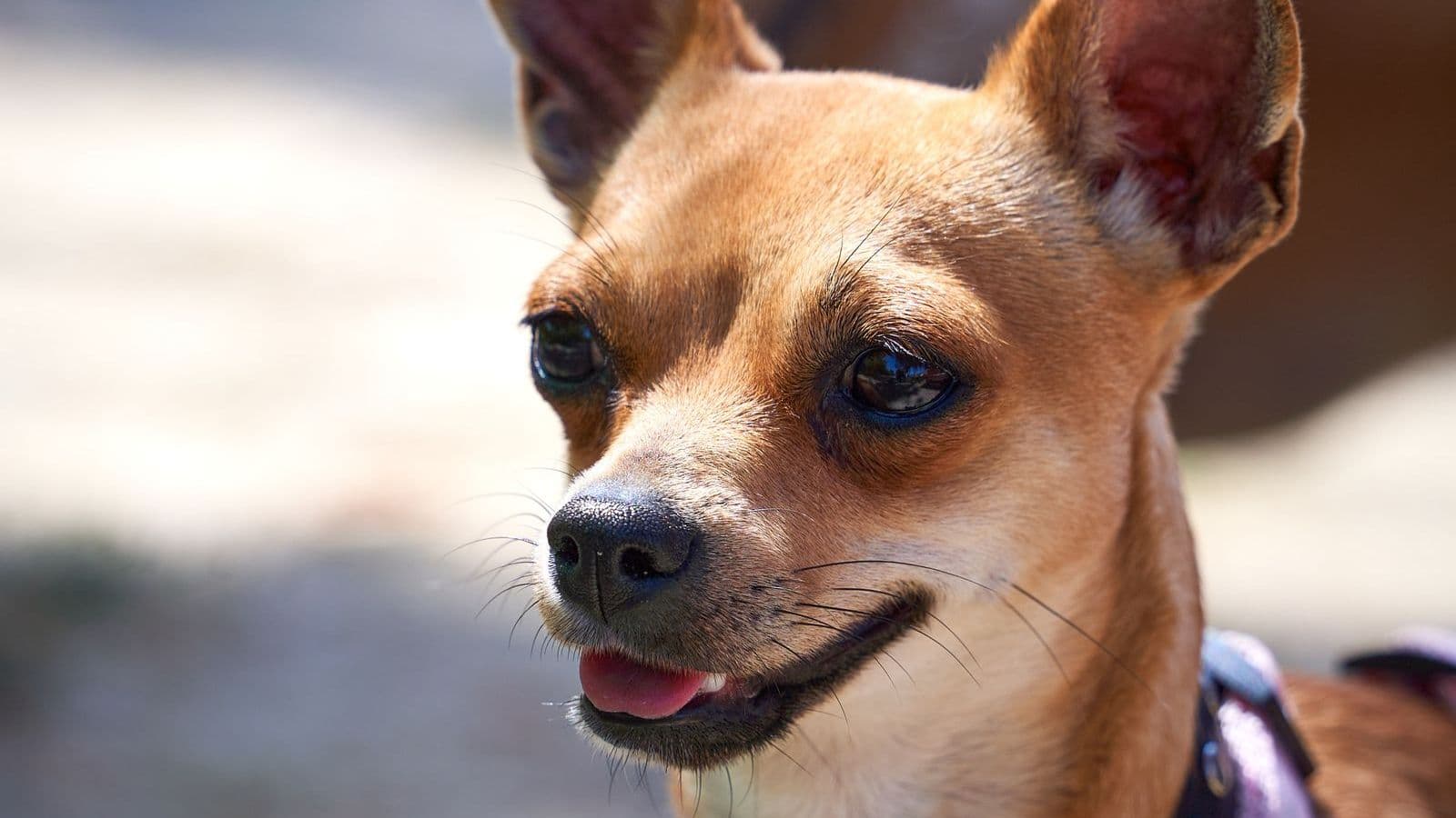 A Chihuahua dog