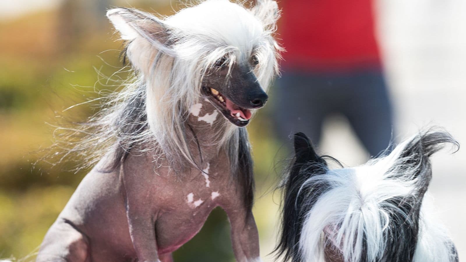 A Chinese Crested Dog