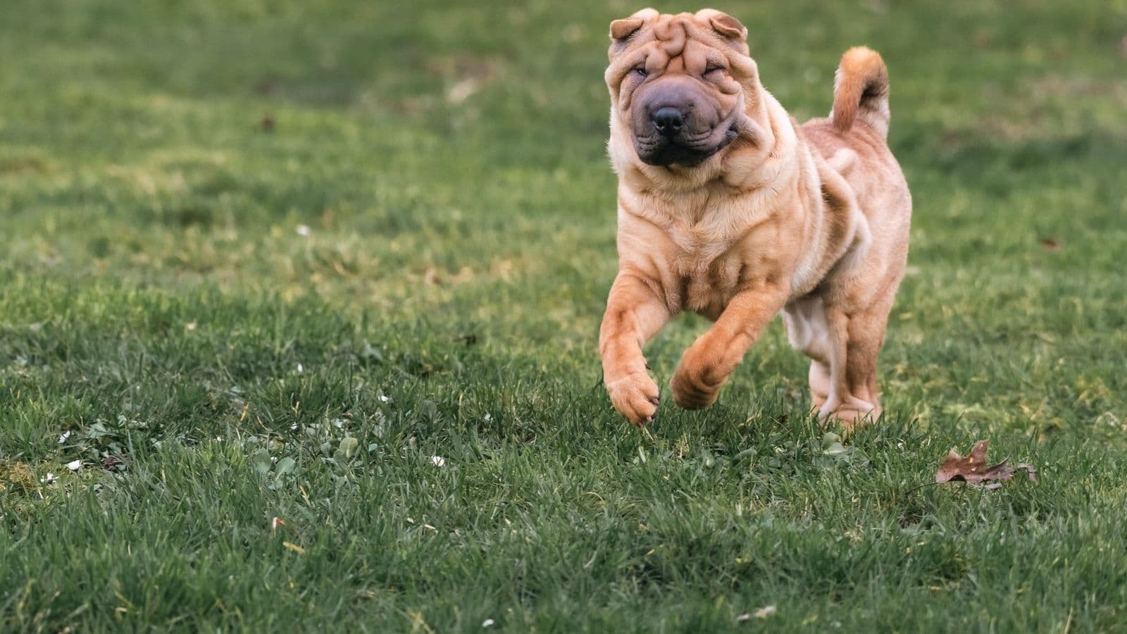 A Chinese Shar-Pei