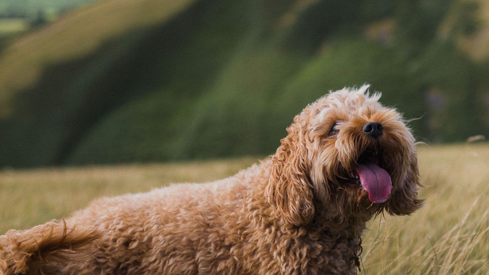 A Cockapoo dog