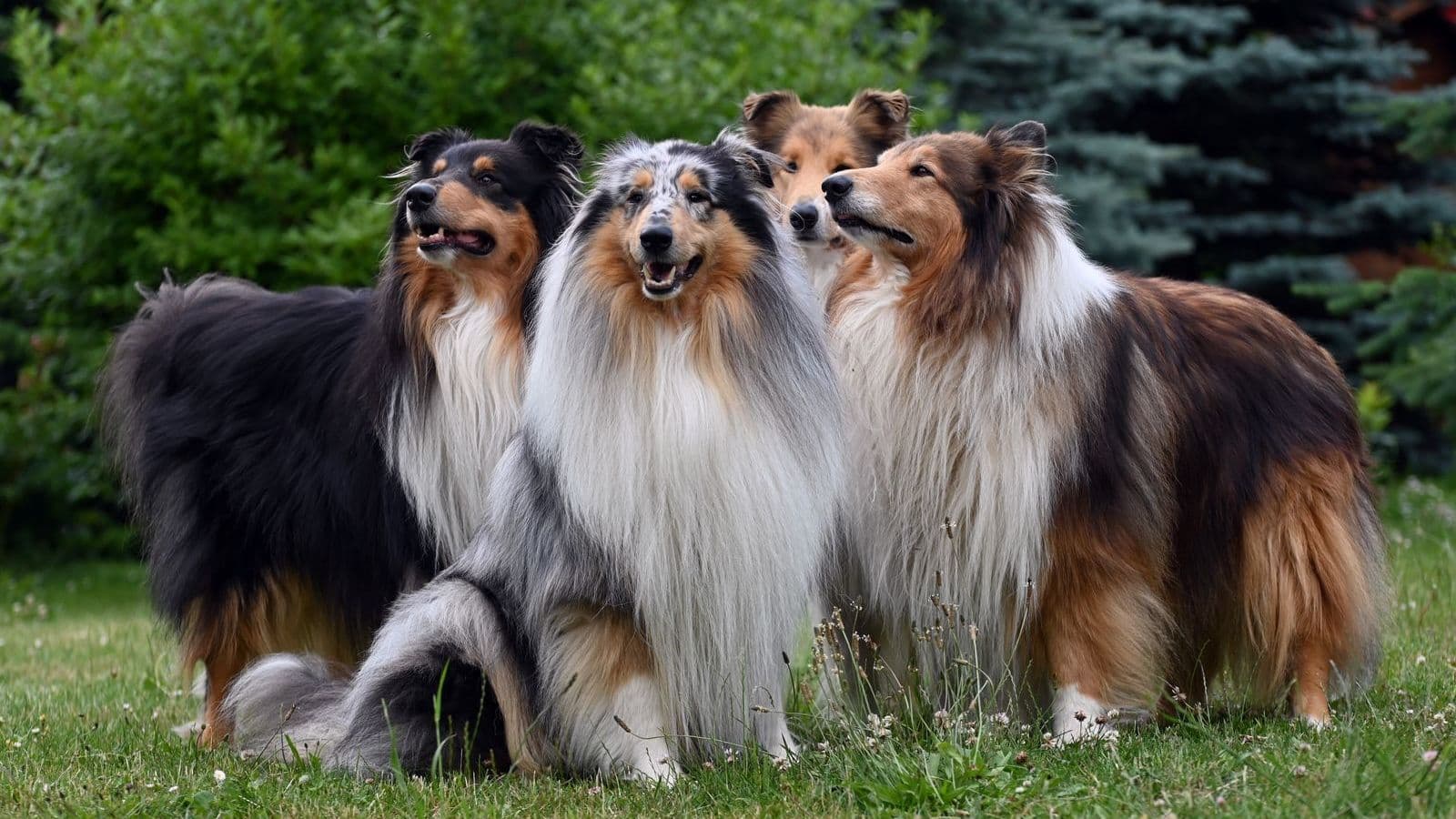 A Collie dog