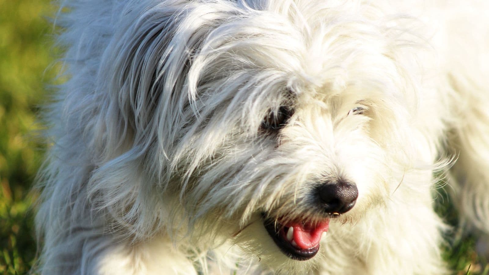 A Coton de Tulear