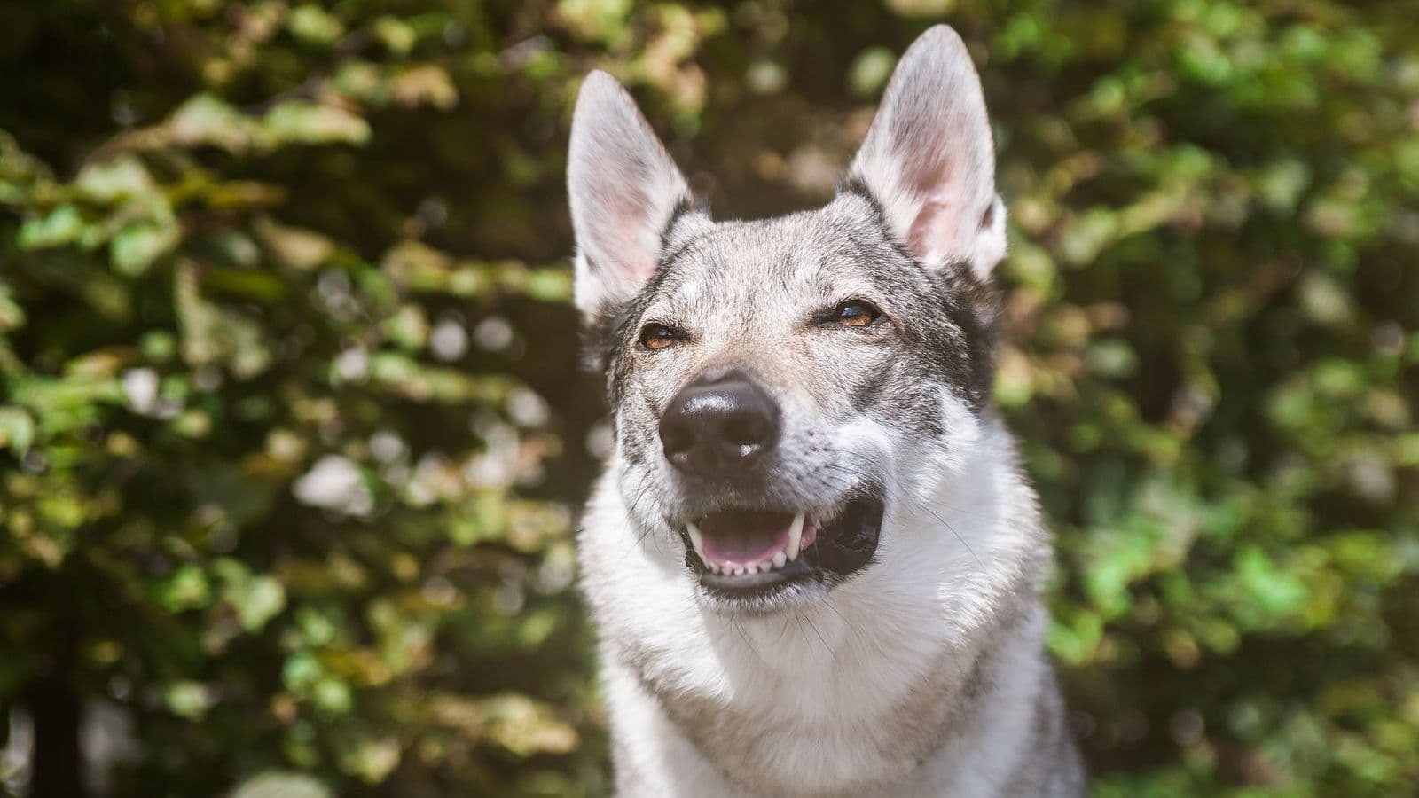 A Czechoslovakian Wolfdog