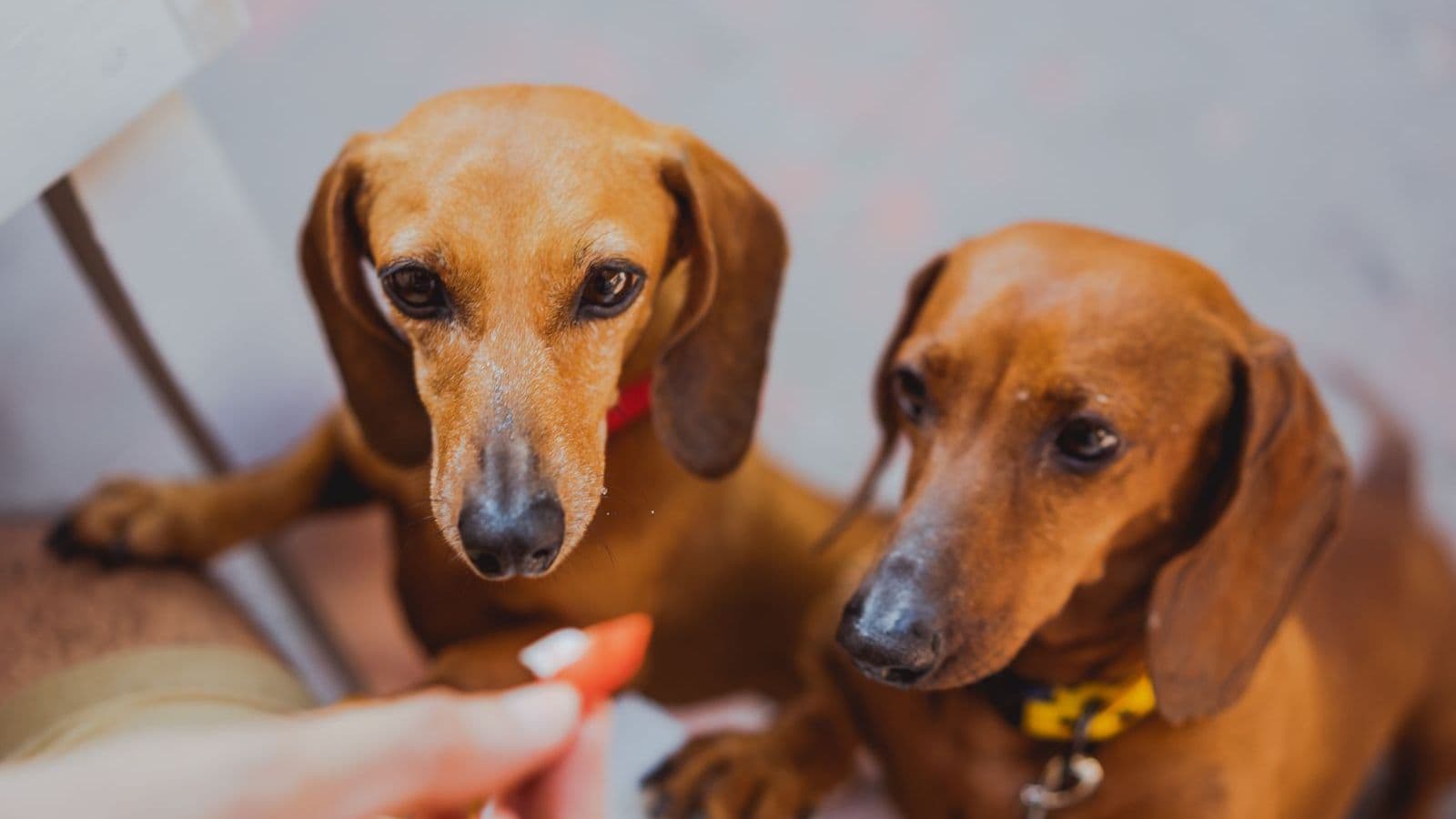 A Dachshund dog