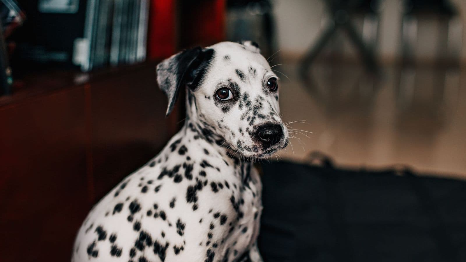 A Dalmatian dog