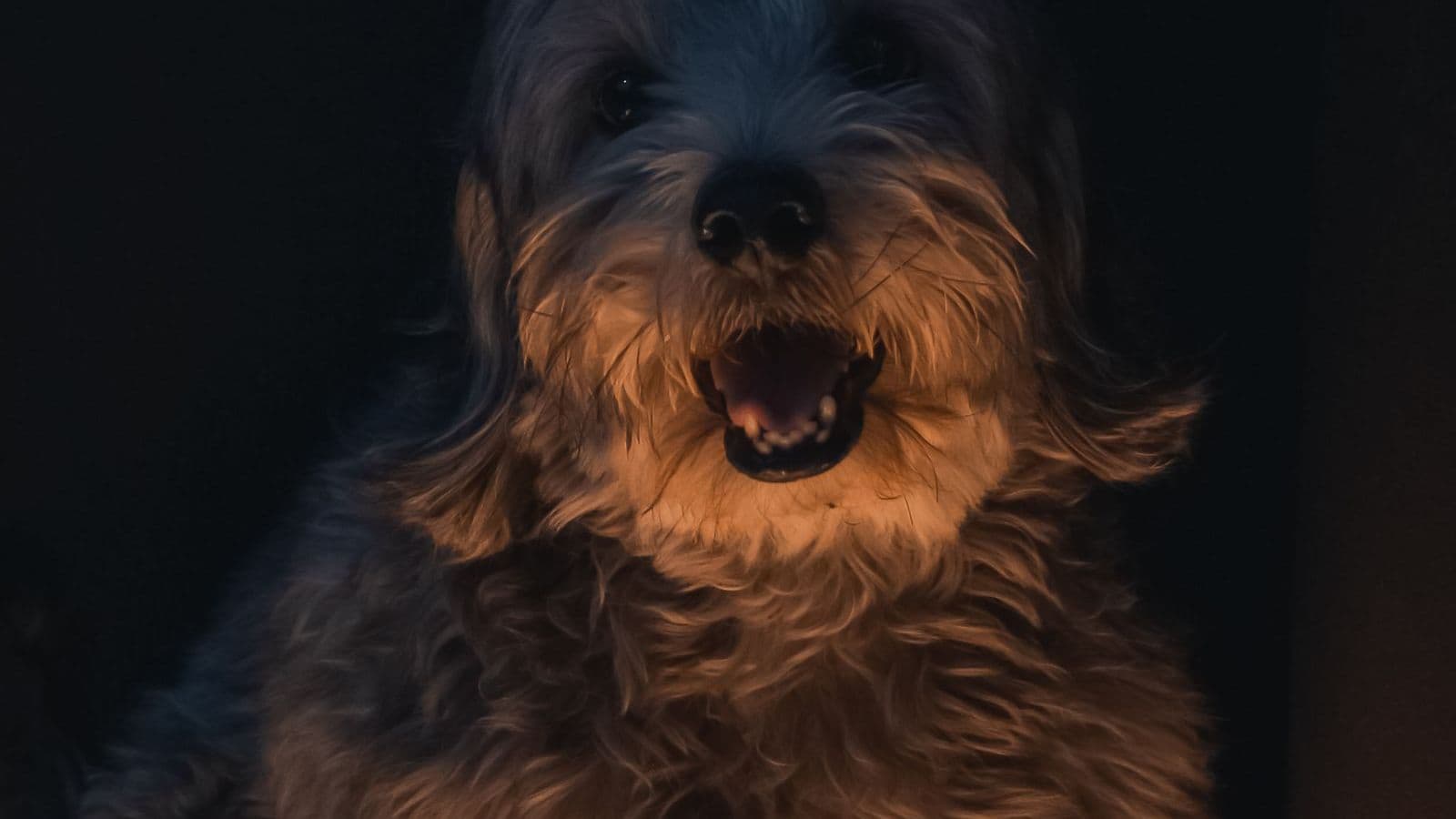 A Dandie Dinmont Terrier
