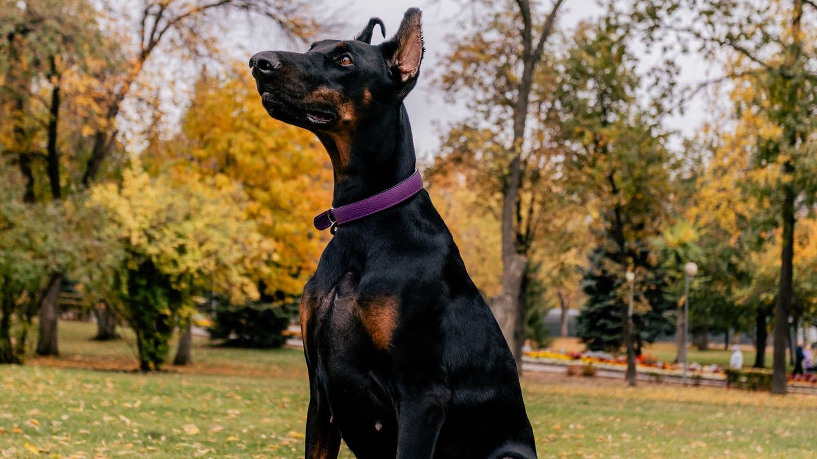 A Doberman Pinscher