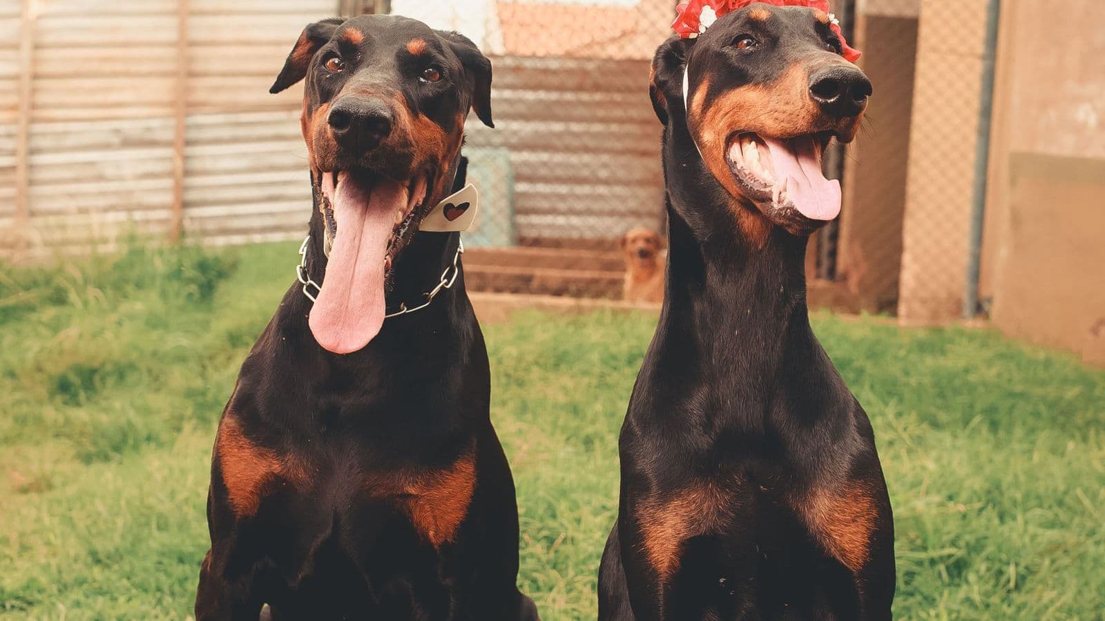 A Doberman dog