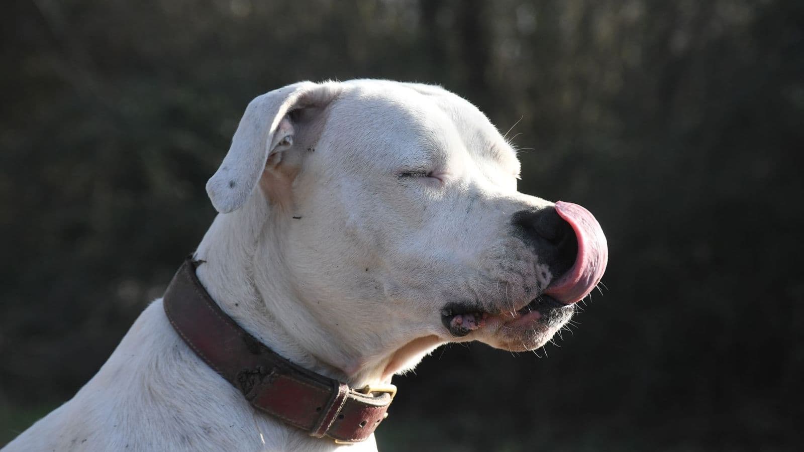 A Dogo Argentino