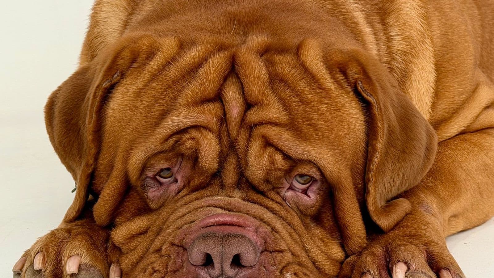 A Dogue de Bordeaux