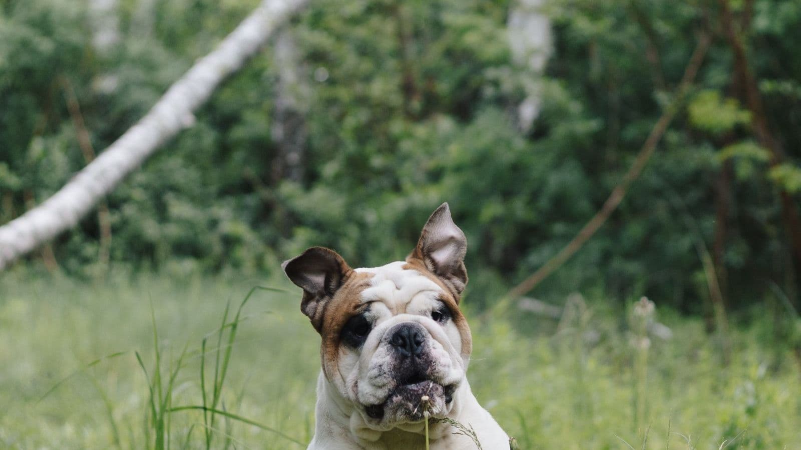 A English Bulldog