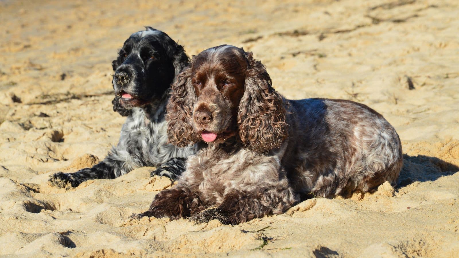 A English Cocker Spaniel