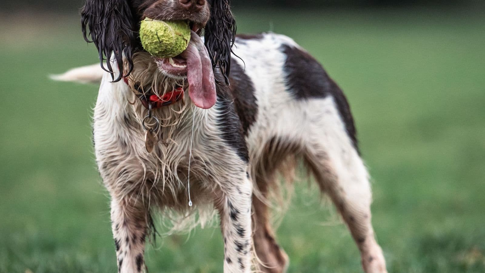 A English Springer Spaniel