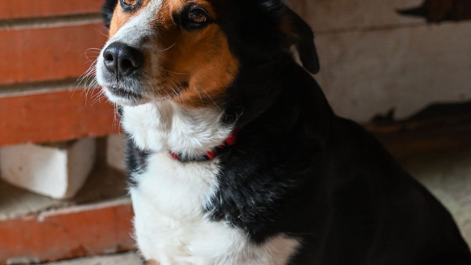 A Entlebucher Mountain Dog
