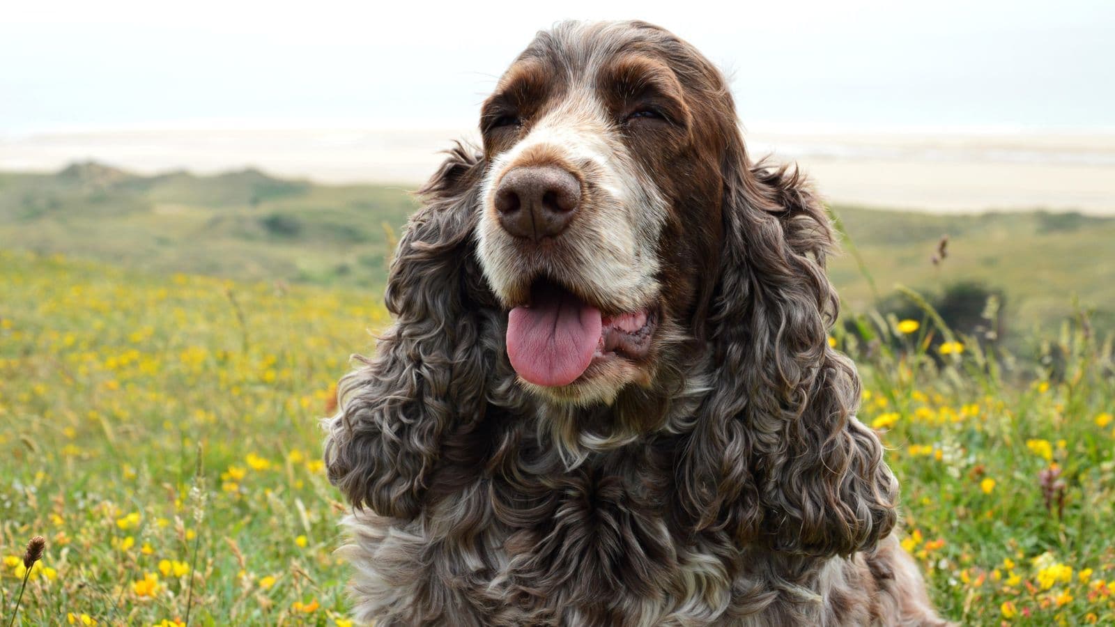 A Field Spaniel