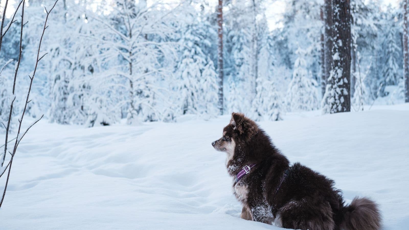 A Finnish Lapphund