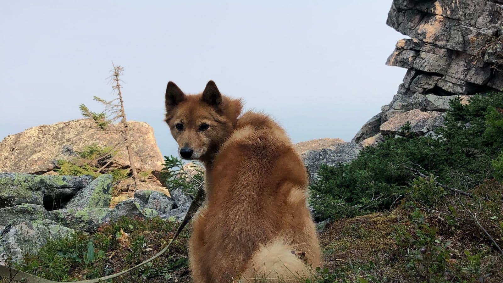A Finnish Spitz