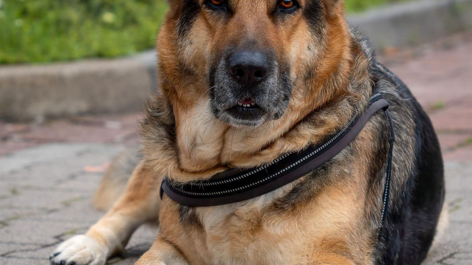 A German Shepherd