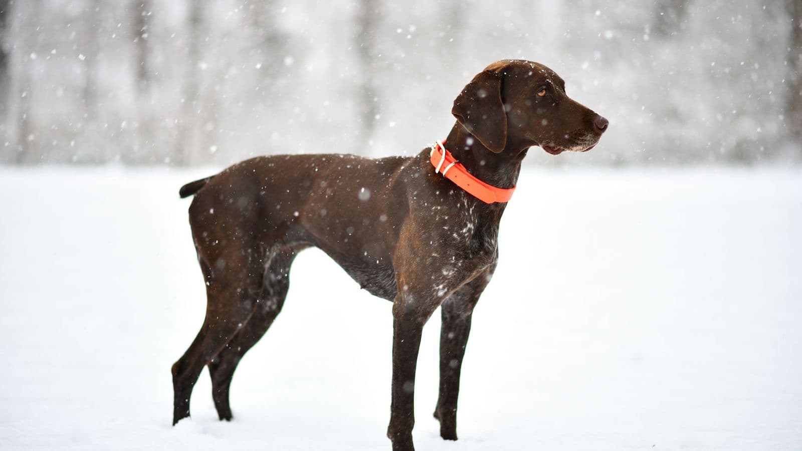 A German Shorthaired Pointer
