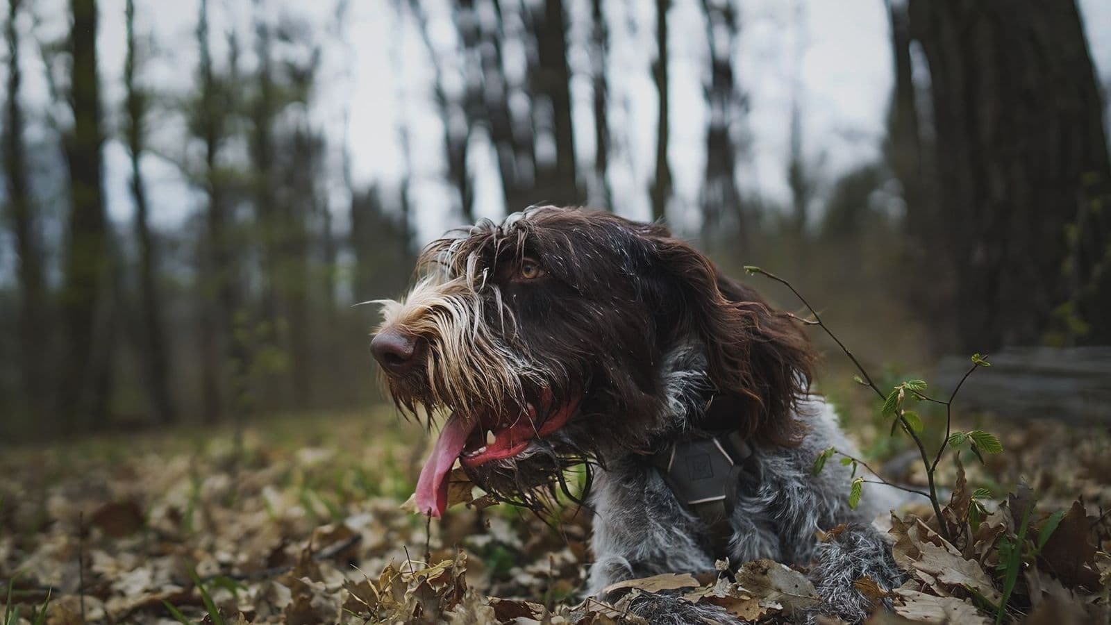 A German Wirehaired Pointer